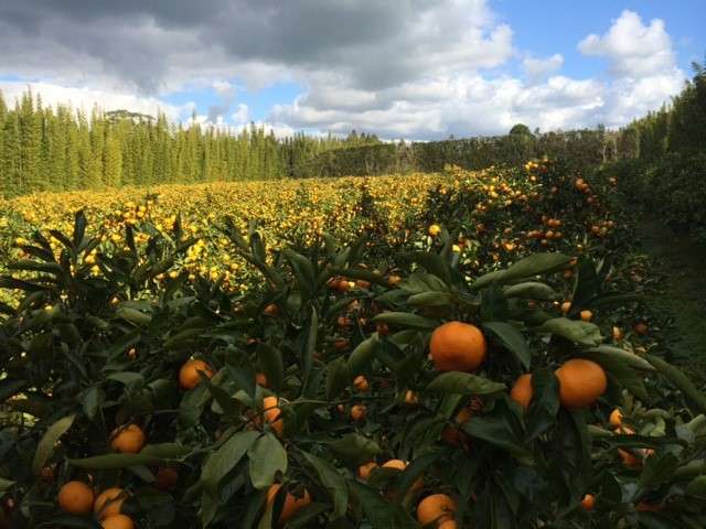 Citrus Orchard and Lifestyle Opportunity