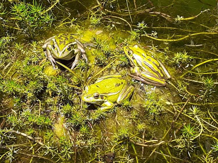 41 Melville Drive Whakatane_33