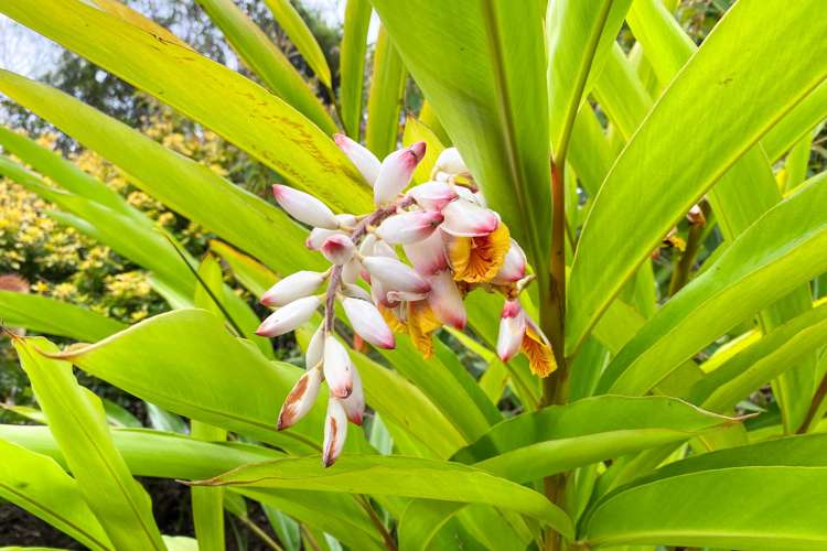 16 Mccallum Drive Sandspit_24