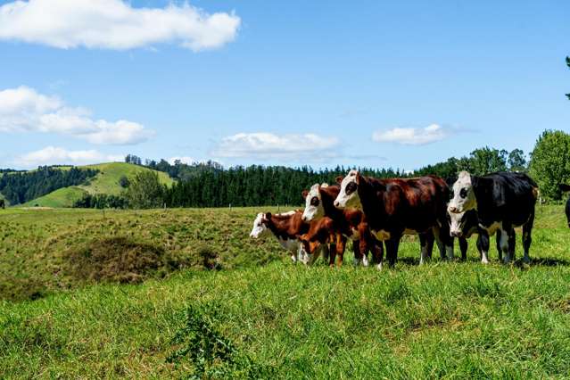 1-6/461 Otamarakau Valley Road Pukehina_1