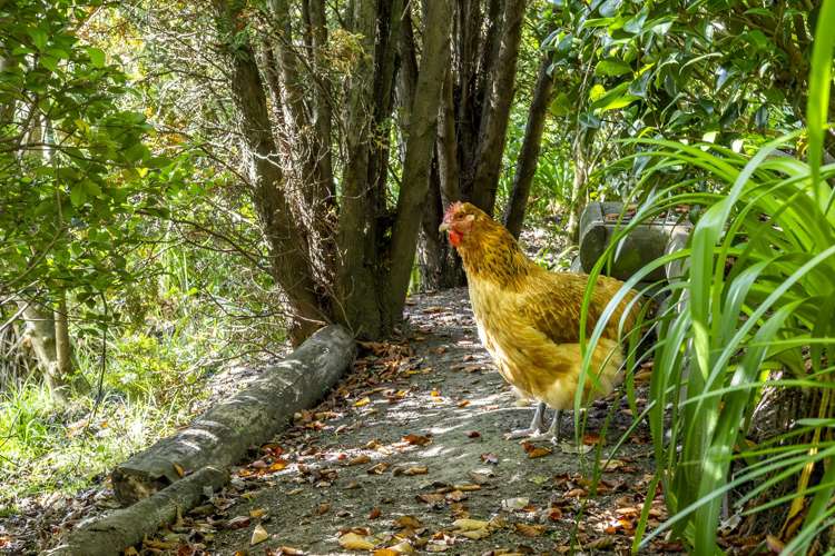 74 Kaimata Road Bay View_30