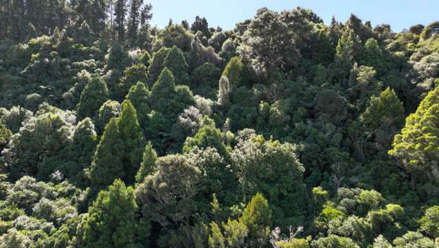 Waiohine Gorge Road Carterton_4