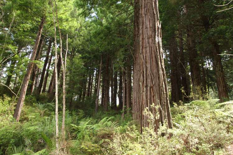 Puhata Road Herekino_8