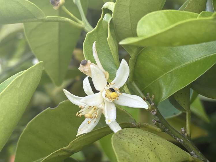 10/6 Campbell Close Whangamata_8