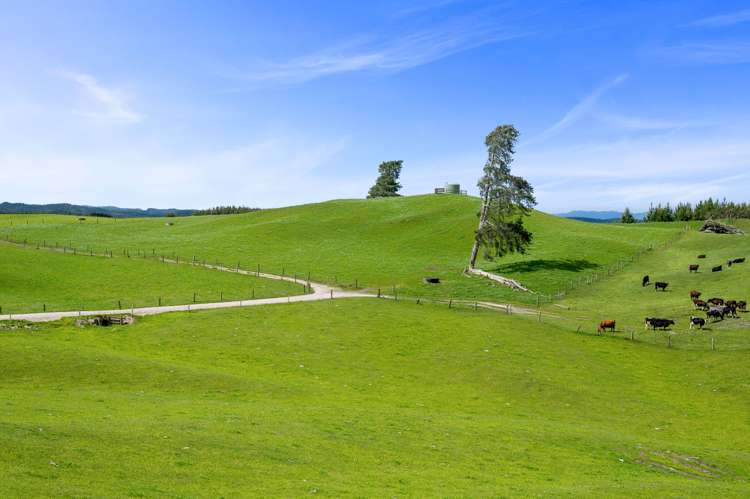 318 Gavin Road Rerewhakaaitu_6