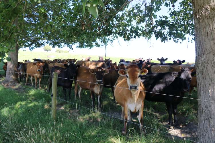 176 Morrison Road Arapohue_10