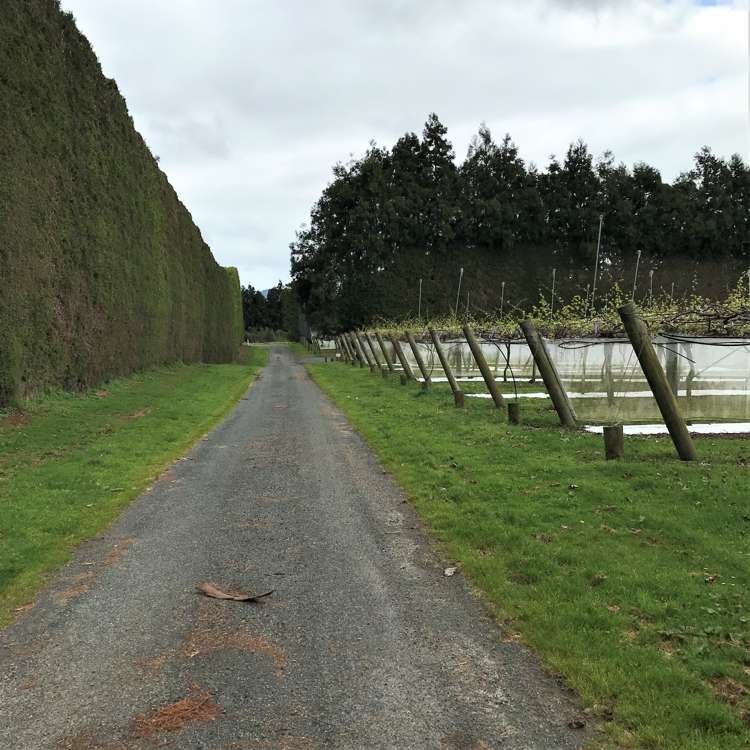 162 Waimea Drive Te Puke_4