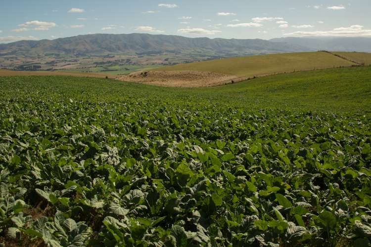 207 Tondros Road Fairlie_4