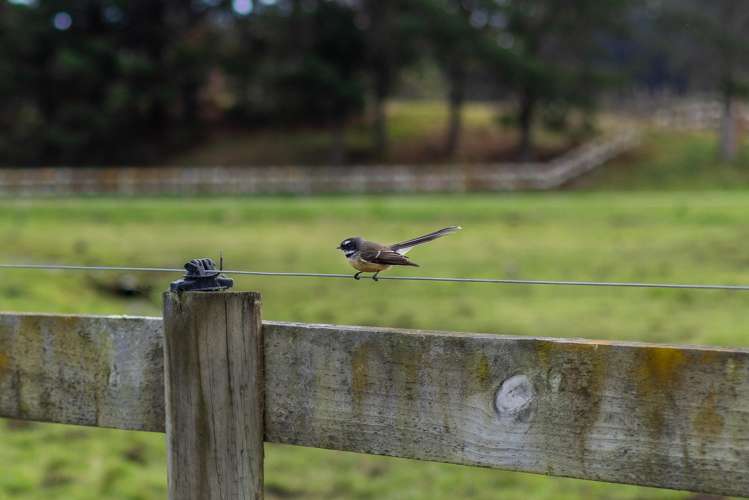 45, 49 and 51 End Farm Road Waikanae_26