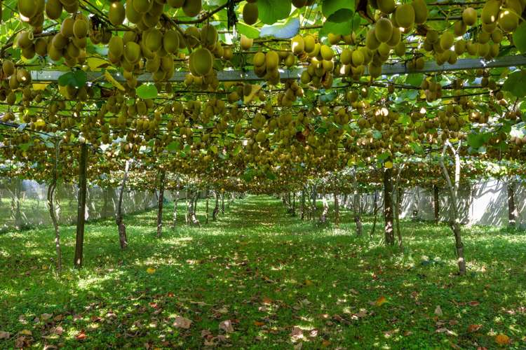 1151 Oreipunga Road Maungatautari_18