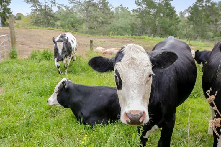 237 Taihoa South Road Matamata_32