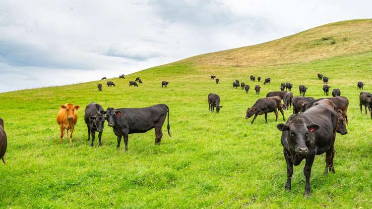 48 Heathfield Road Greta Valley_28