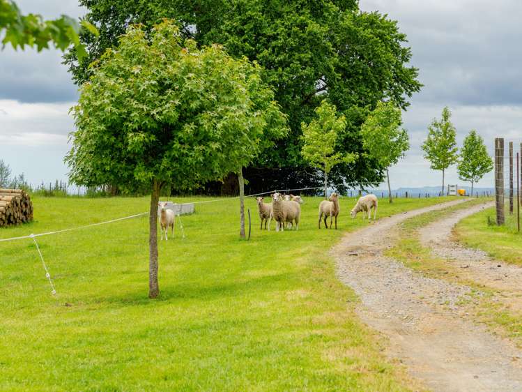 8 Shaw Road Te Ranga_13