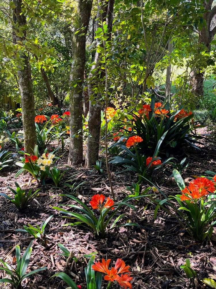 100 Margaret Reeve Lane Waiheke Island_55