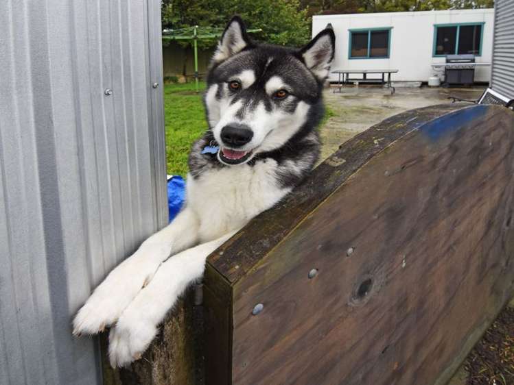 52 Raglan Street Masterton_9