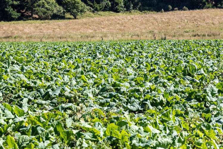 61 Howells Road Maungati_19