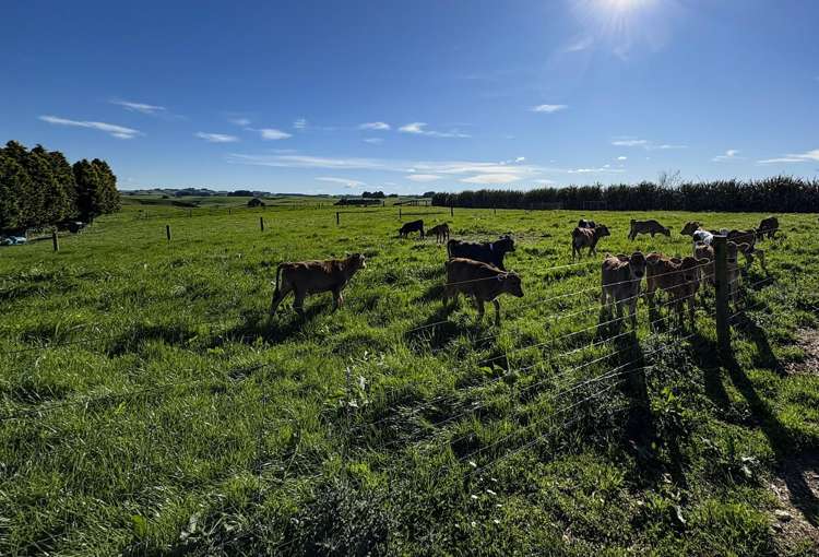 539. Mataura Island Fortrose Road Pine Bush_21