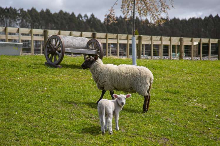 315 Oruanui Road Wairakei_27