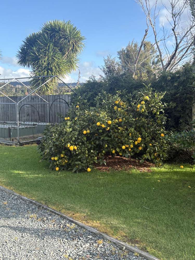 53 Prescott Road Ruakaka_15