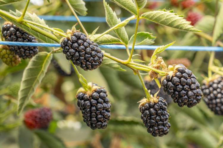 Thurley Place Bay View_7