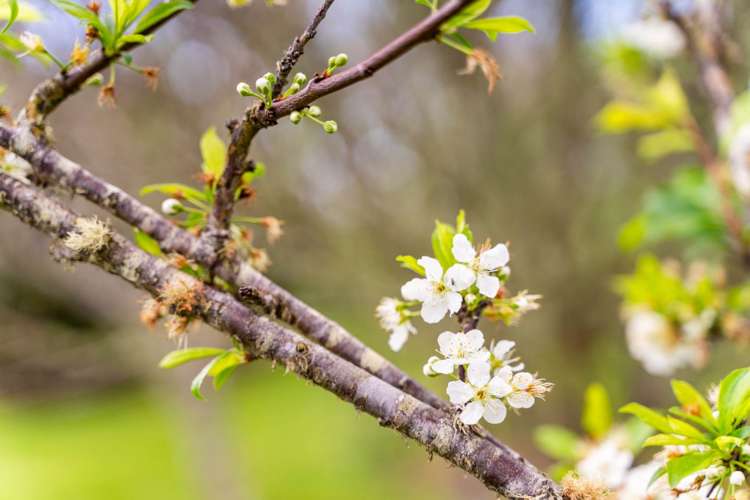 73 Ranganui Road Kaiwaka_60