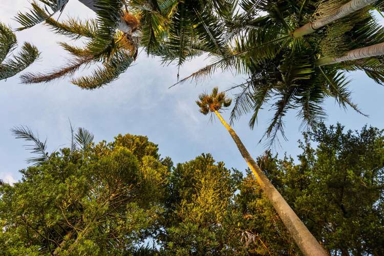 1A Summit Drive Mt Albert_29