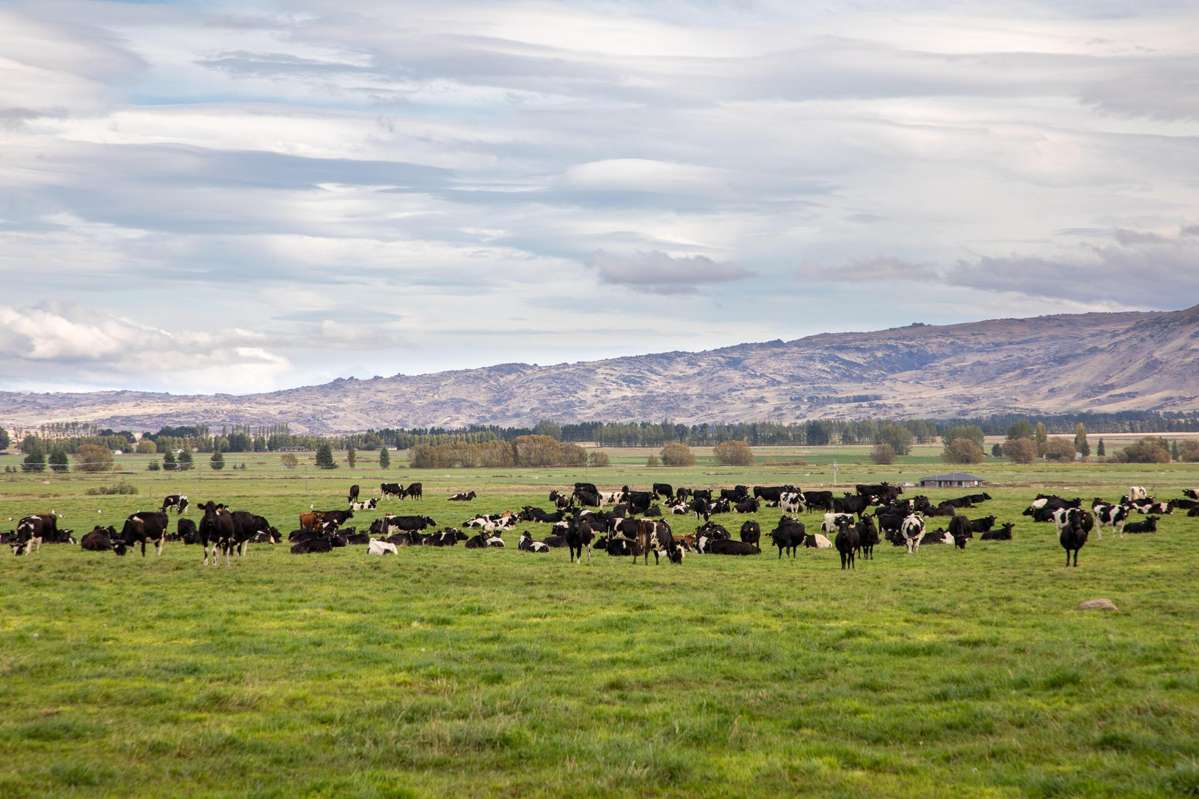 263 Puketoi Runs Road_5