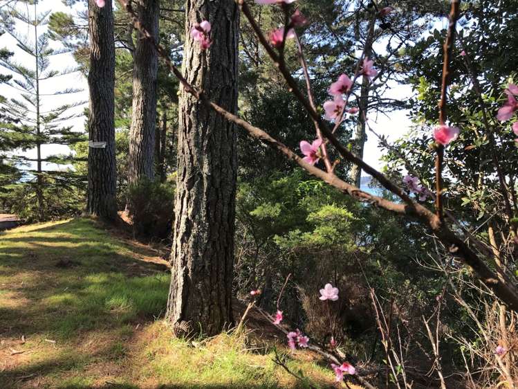 130a Wattle Bay Road Manukau Heads_13