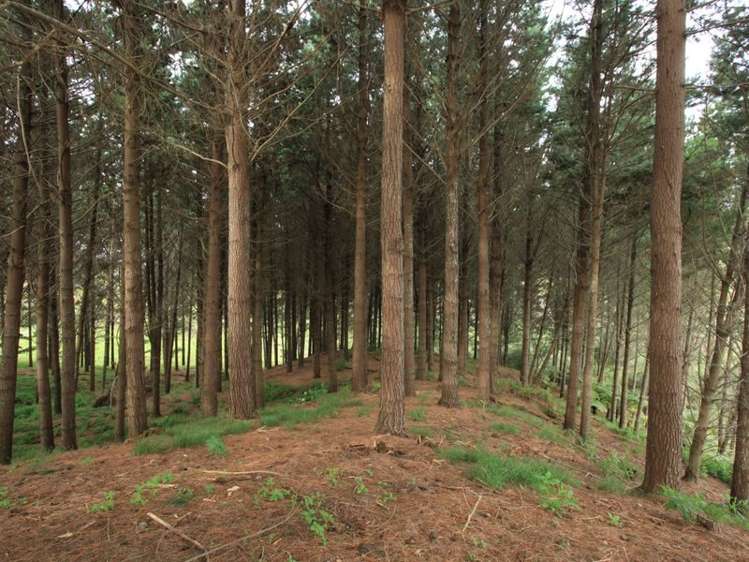 4349 Highway Pepepe_7