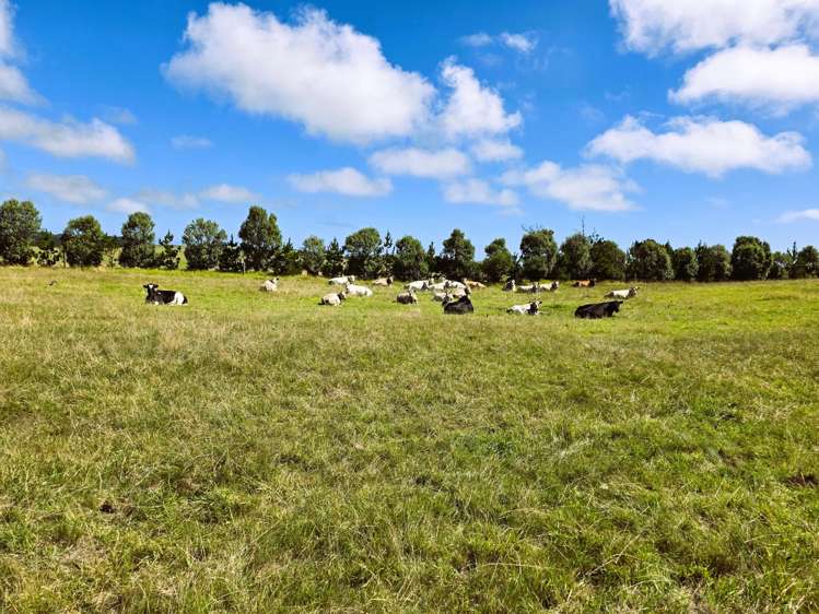 Mount Wesley Coast Road Dargaville_15