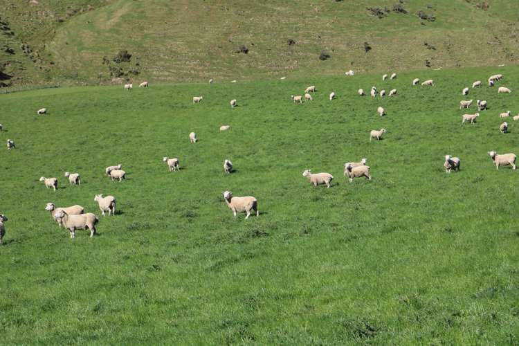 386 Otama Valley Road Gore Surrounds_16