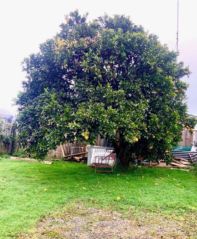 5a Dudley Street Levin_12