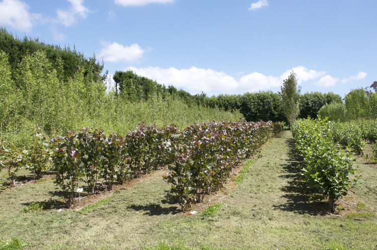 96 Engles Road Shannon_8