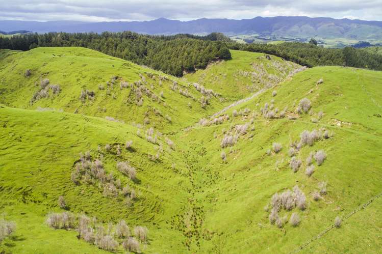 648 Finnis Road Pohangina_14