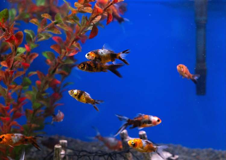 Address withheld Auckland_9