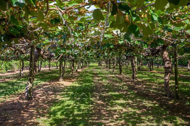 15 Tangiteroria Lane Pauanui_12