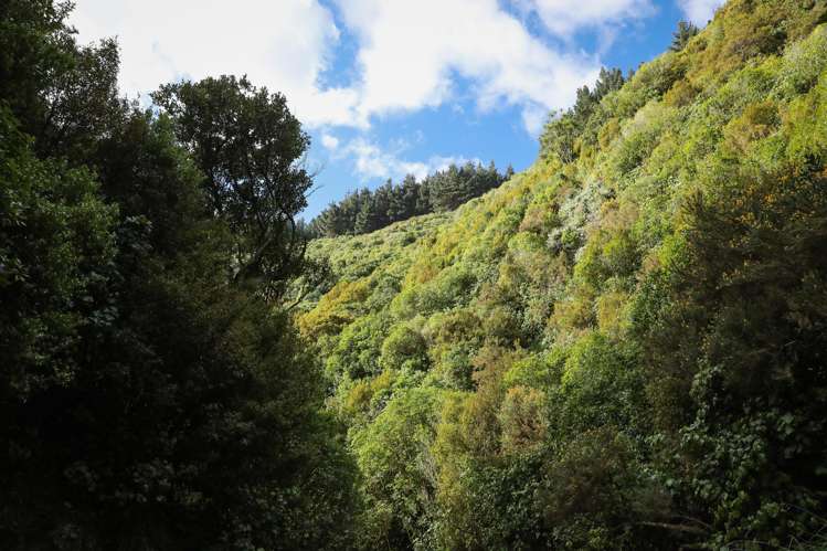 106 Harrison Hill Road Aokautere_9