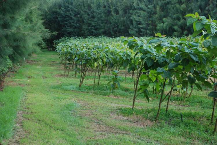 1358 State Highway 14 Maungatapere_23