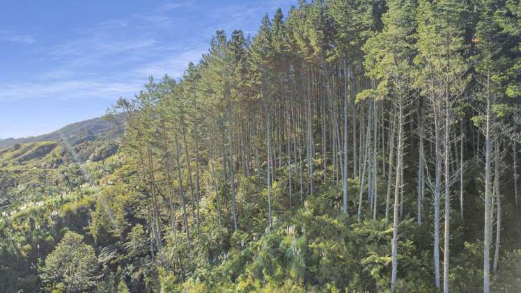 1 State Highway 2 Taneatua_16