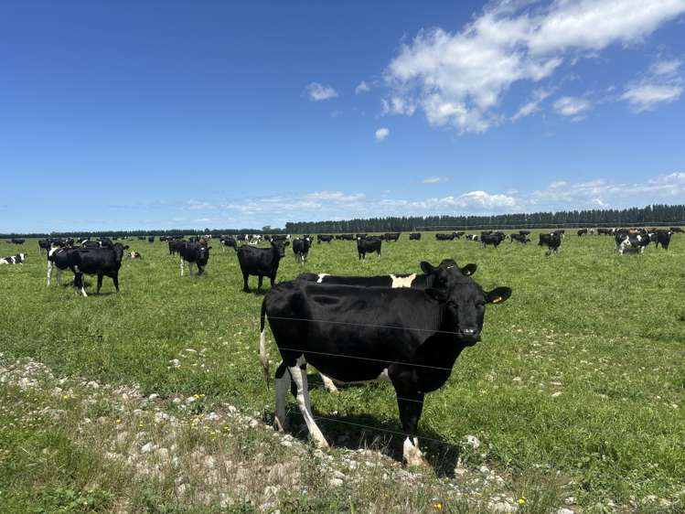 Burnham Road Temuka_22