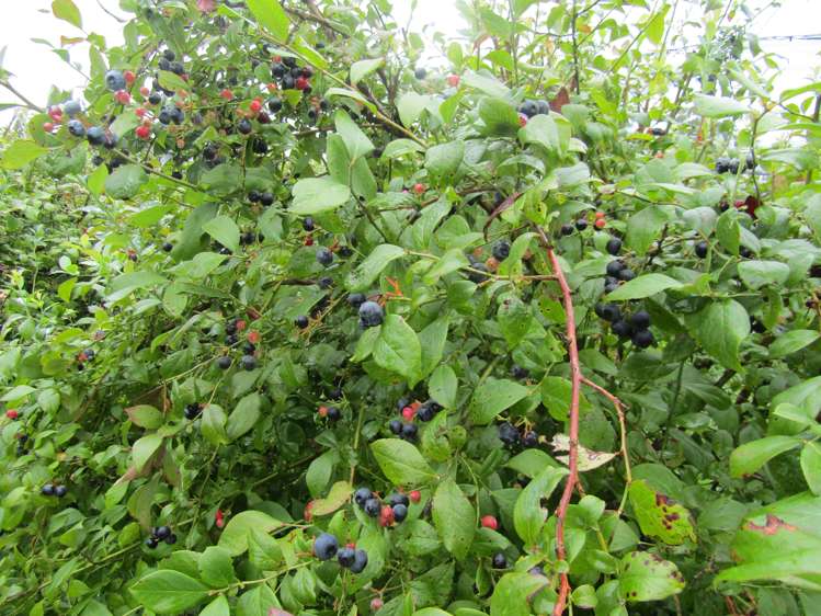 549a Seddon Road Gordonton_20