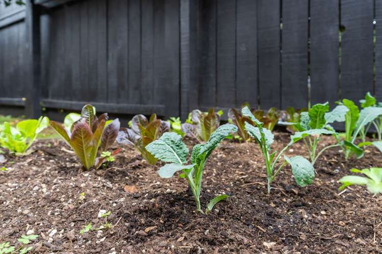 3/84a Trafalgar Street Onehunga_18