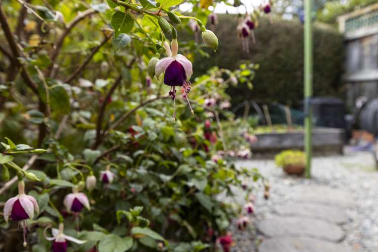 49a George Street Blenheim Central_28