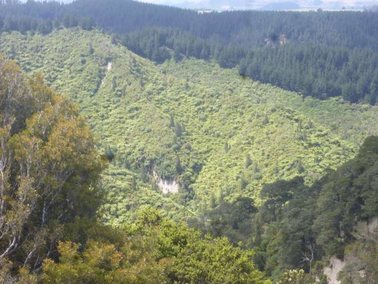 258 Okahutiria Road Waverley_27