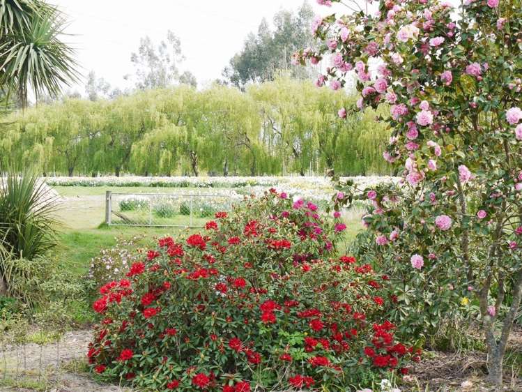 66 Brophy Road Geraldine_6