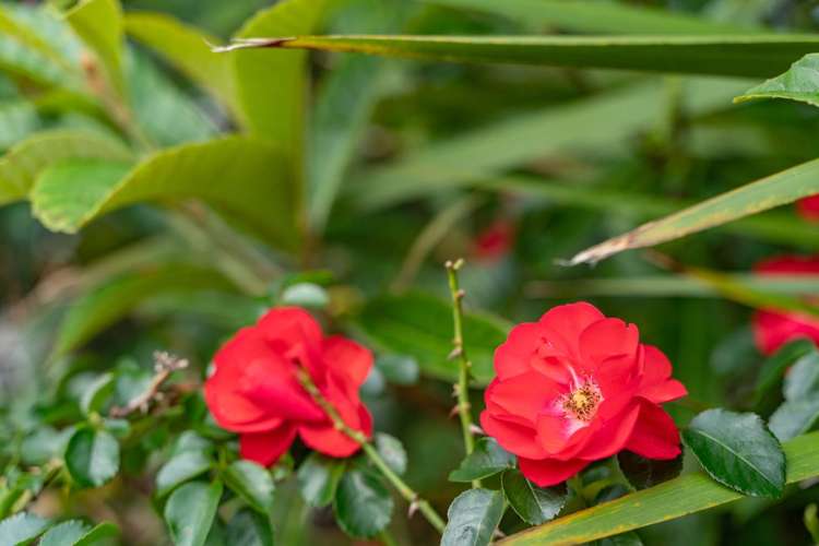 18 Weka Street Mangawhai_25