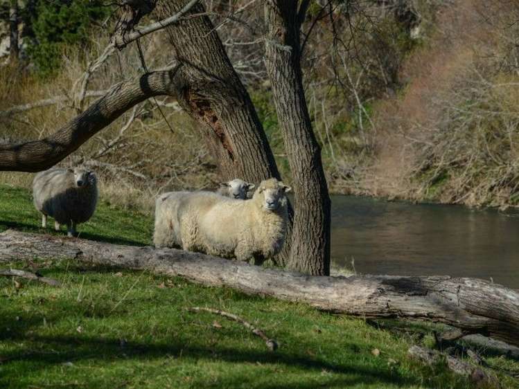 64 Waipunga Road Eskdale_17