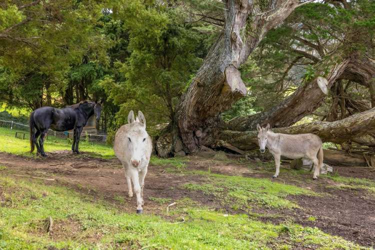 387 Wright Road Matakana_28