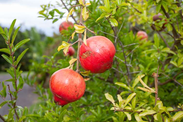 60 Te Ana Lane Thames_19