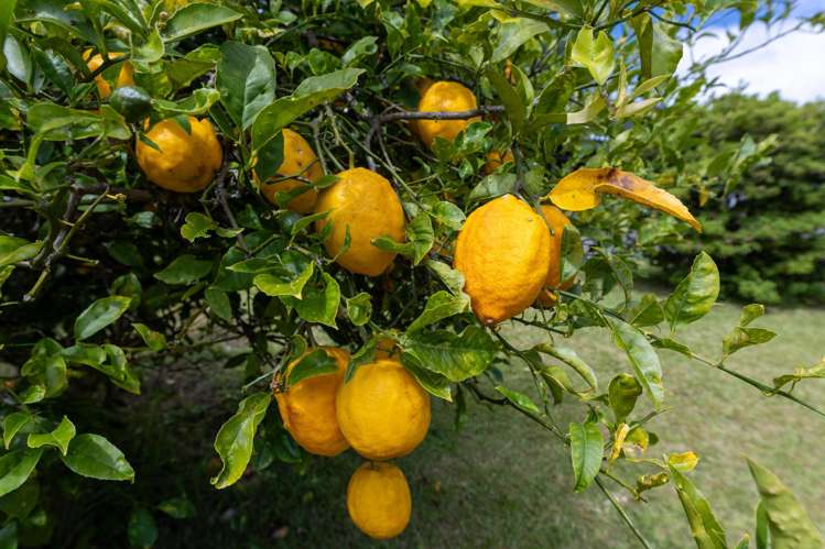 127 Kimihia Road Huntly_19